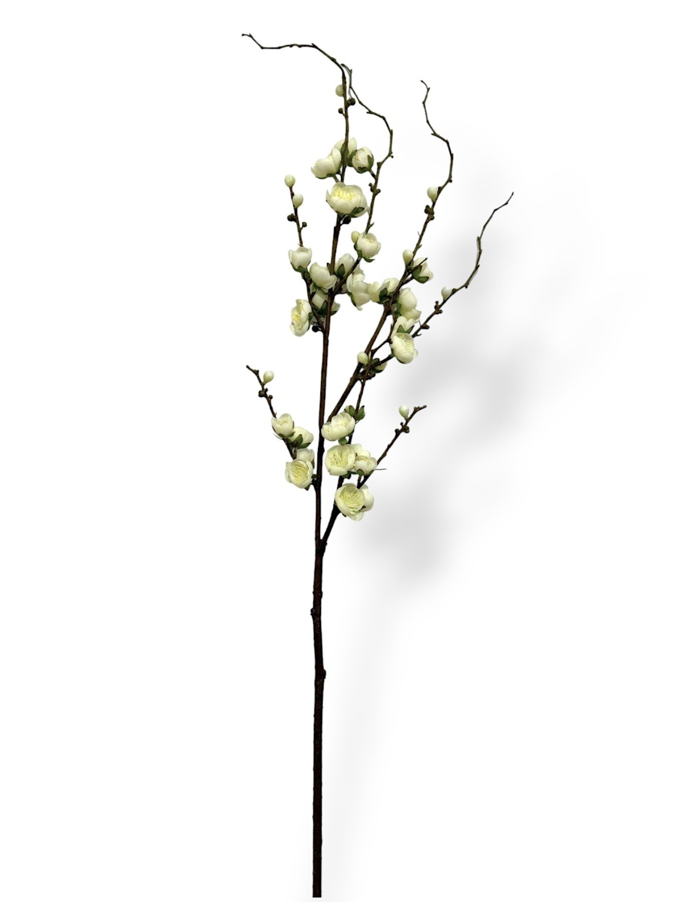 PLUM BLOSSOM BRANCH 37"