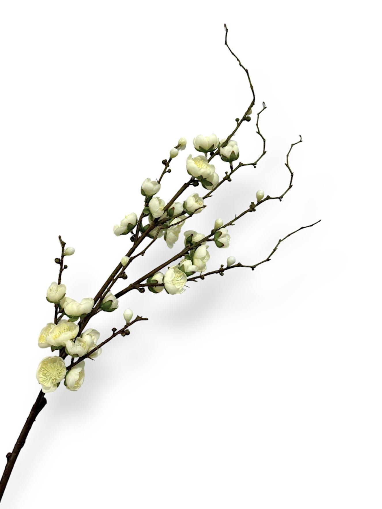 PLUM BLOSSOM BRANCH 37"