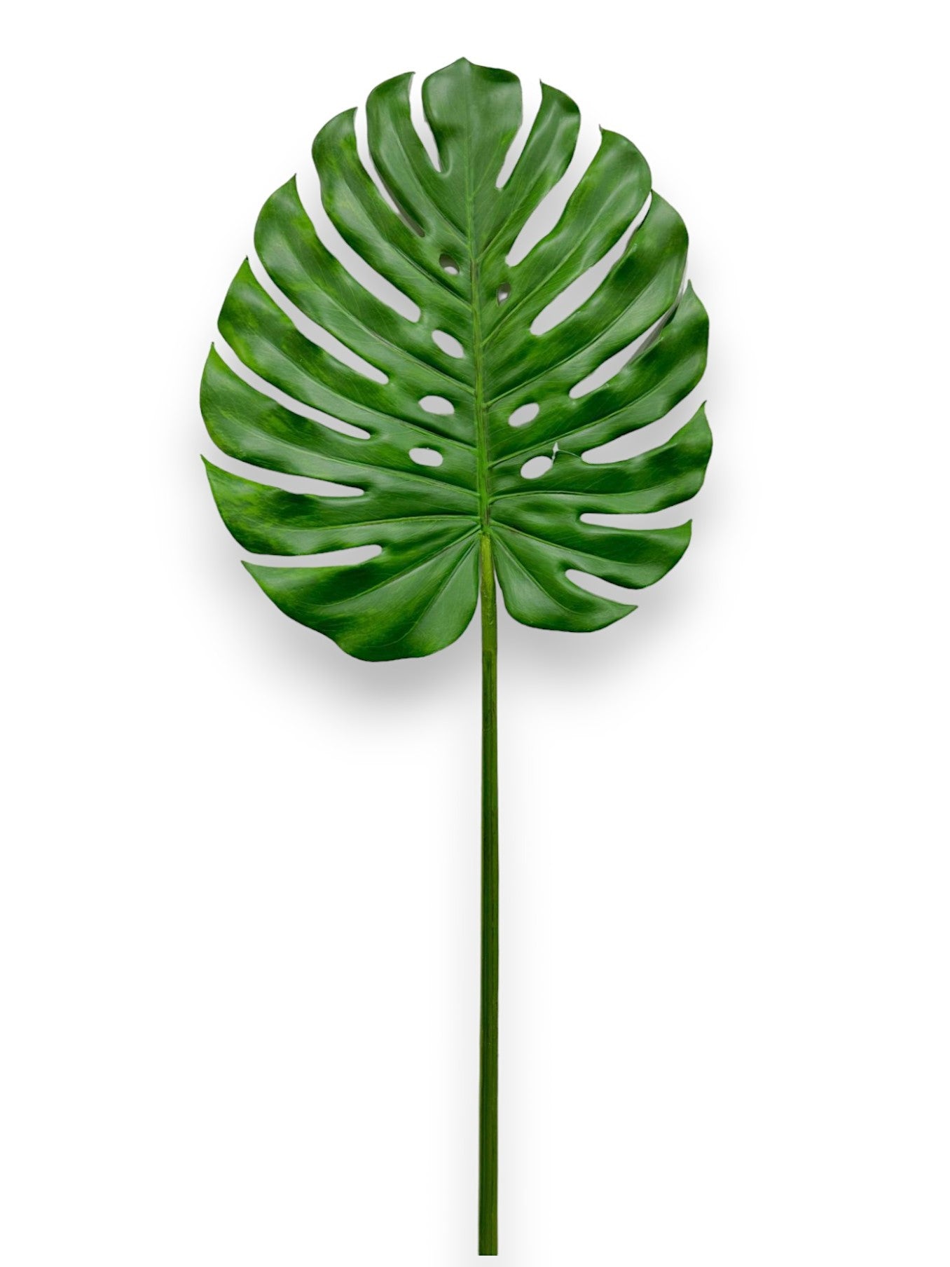 BIG LEAF MONSTERA STEM 45"