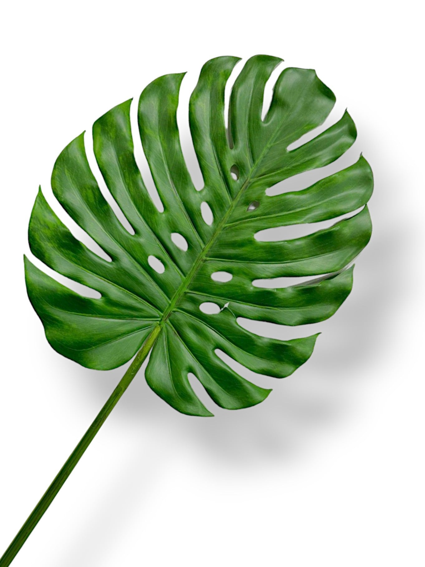 BIG LEAF MONSTERA STEM 45"