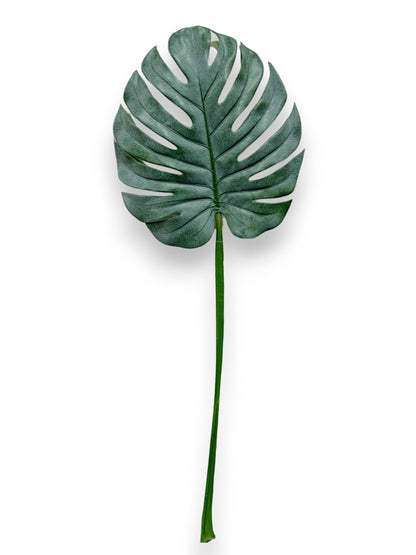 MONSTERA LEAF STEM