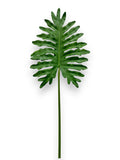 BIG SPLIT LEAF STEM 46"