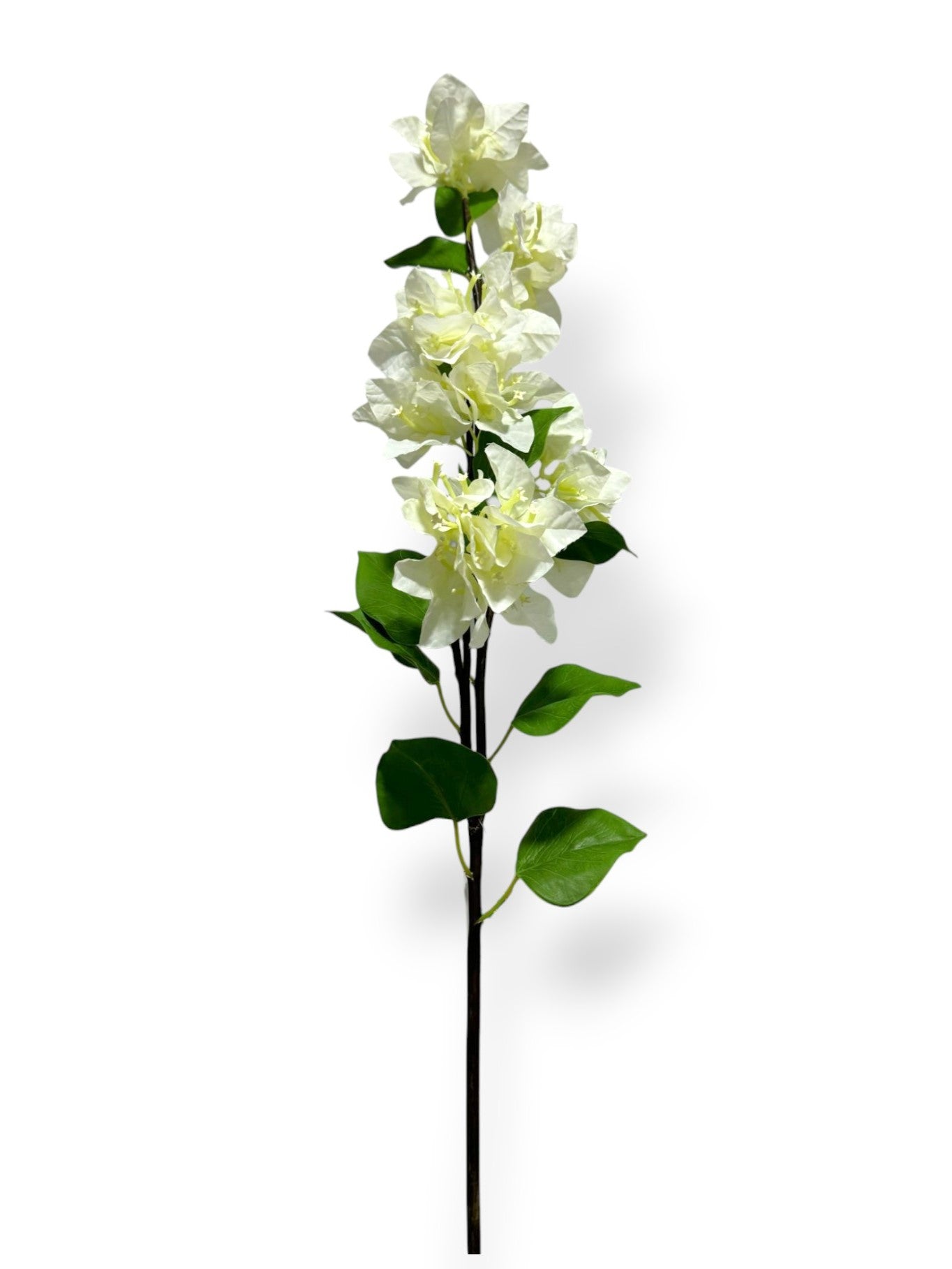 BOUNGAINVILLEA 38"