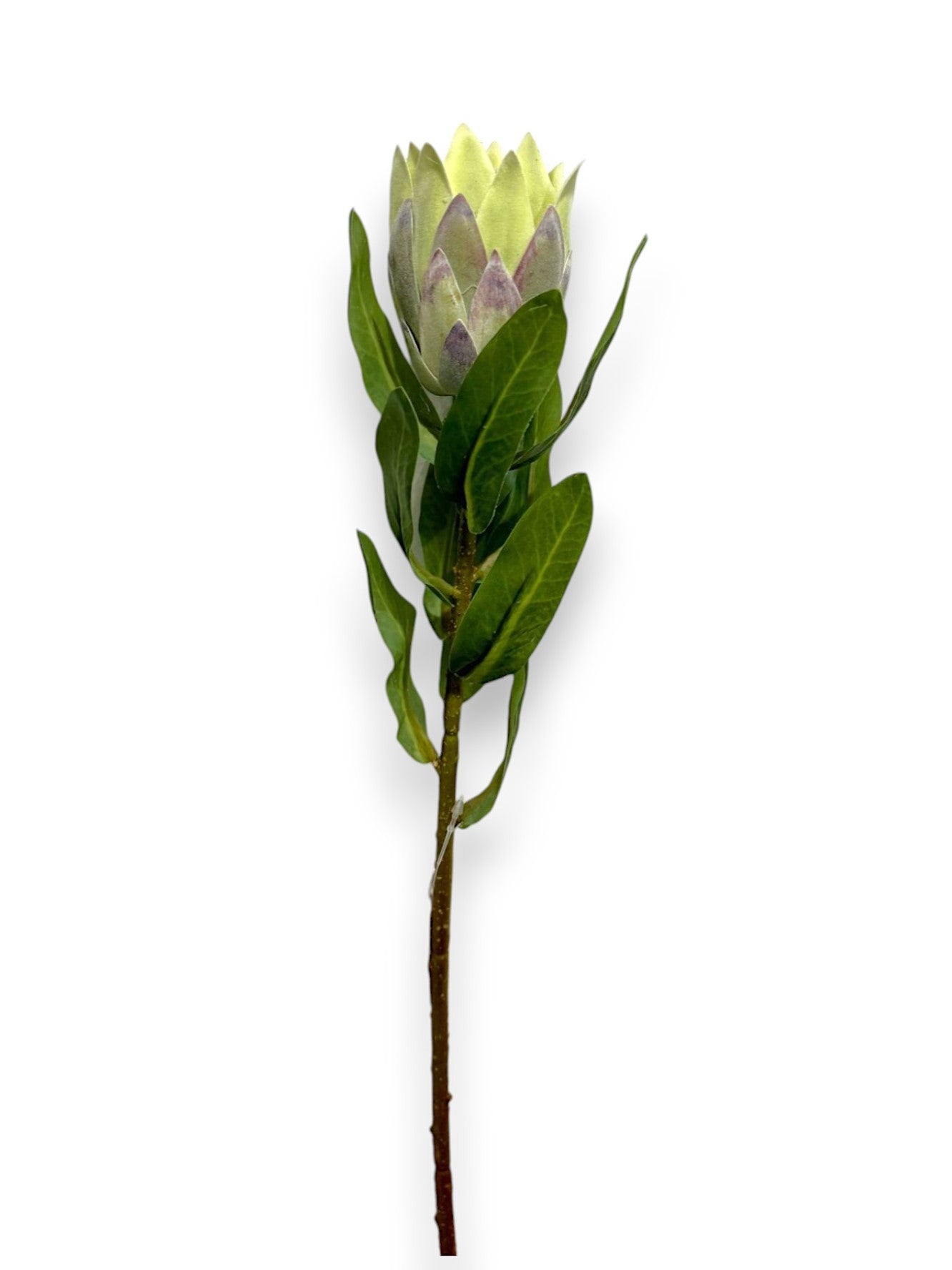 PROTEA BUD