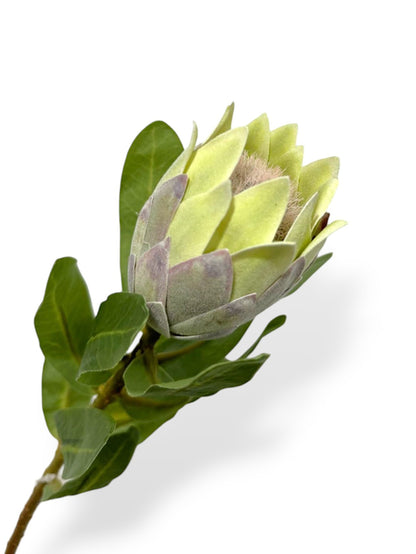 PROTEA BUD