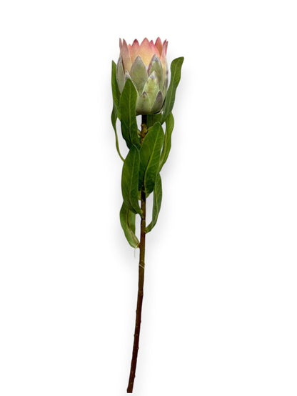 PROTEA BUD