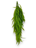 HANGING PLANT 2PCS