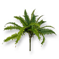 BOSTON FERN 36LVS 18"