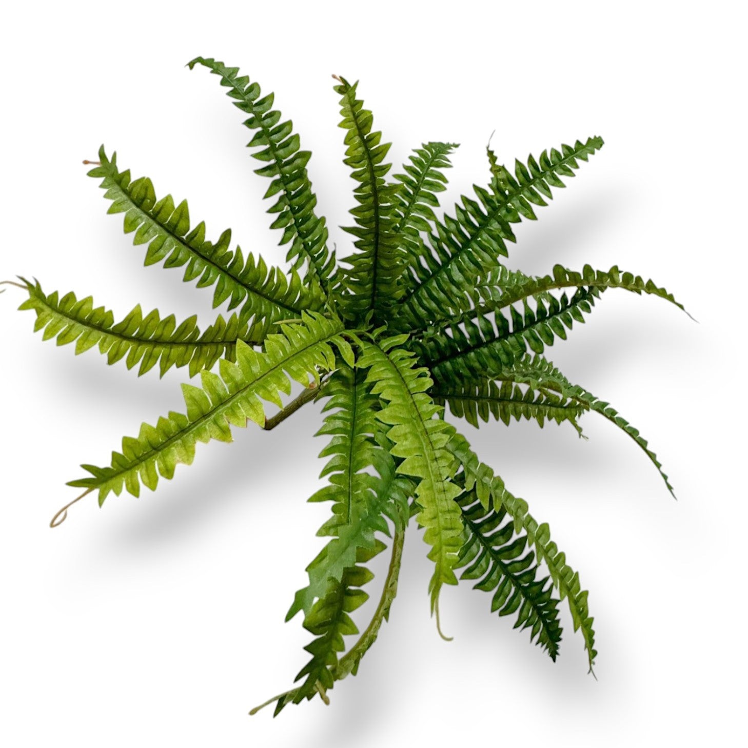 BOSTON FERN 36LVS 18"