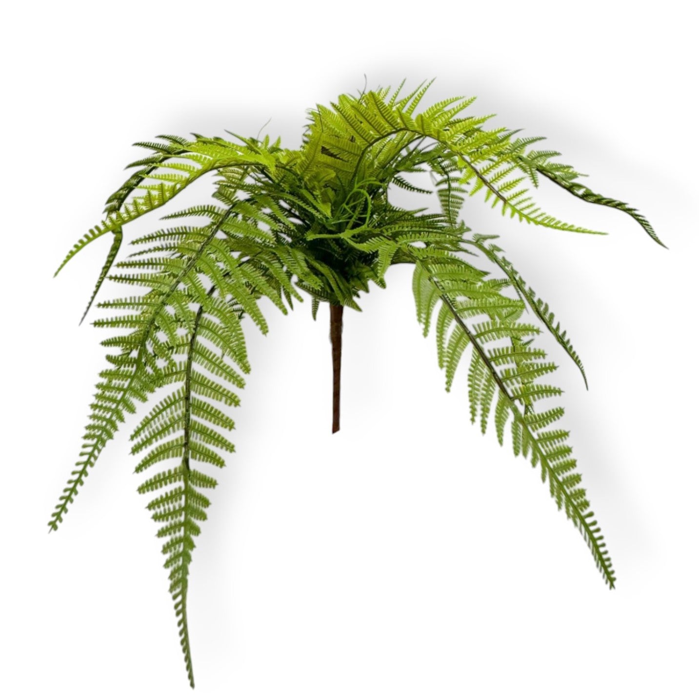 FERN BUSH