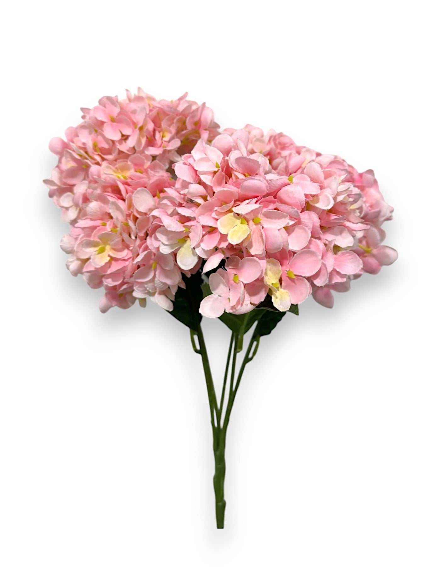 POPCORN HYDRANGEA BUSH