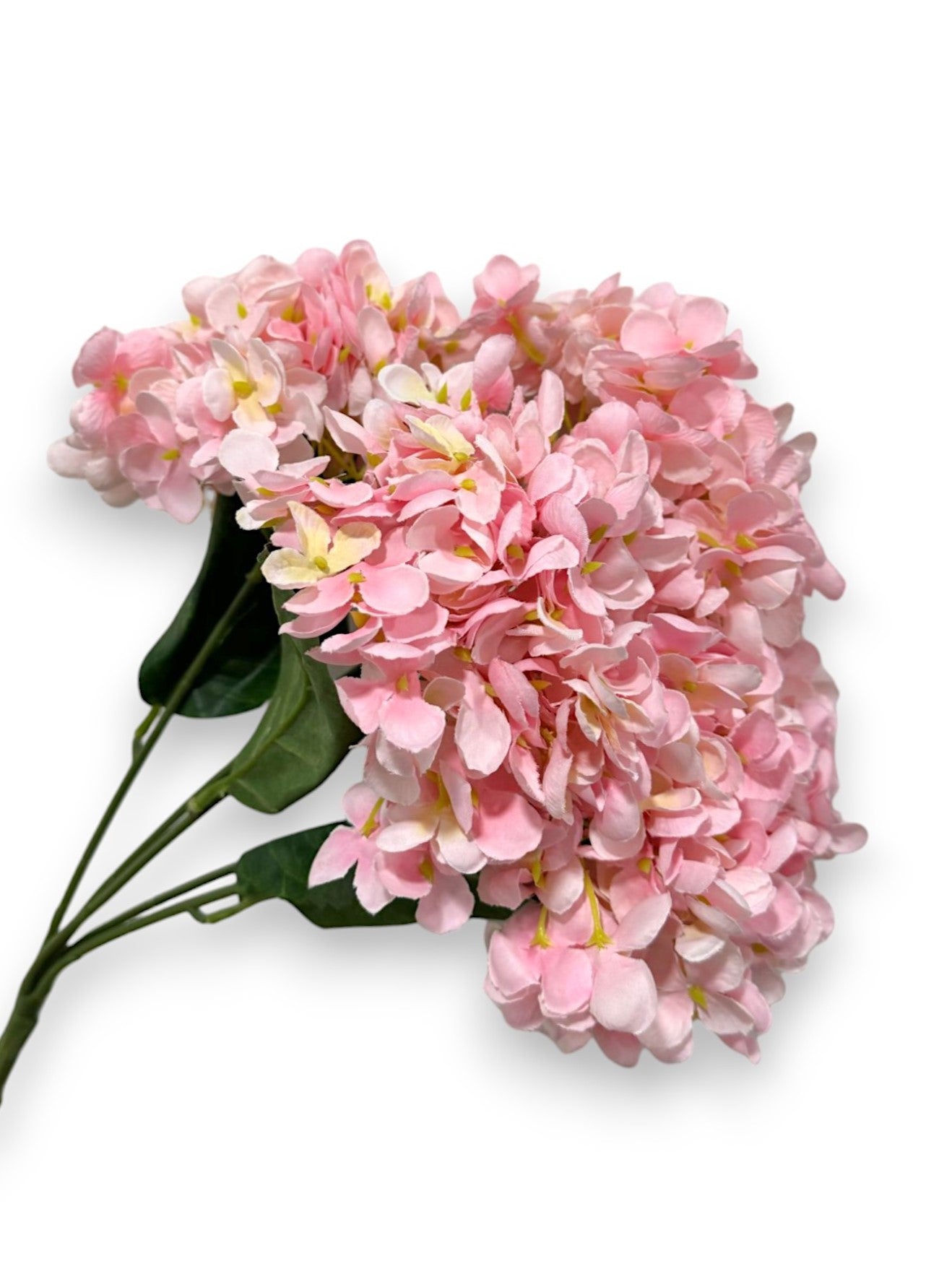 POPCORN HYDRANGEA BUSH