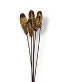 DRIED MAHOGANY PODS X5