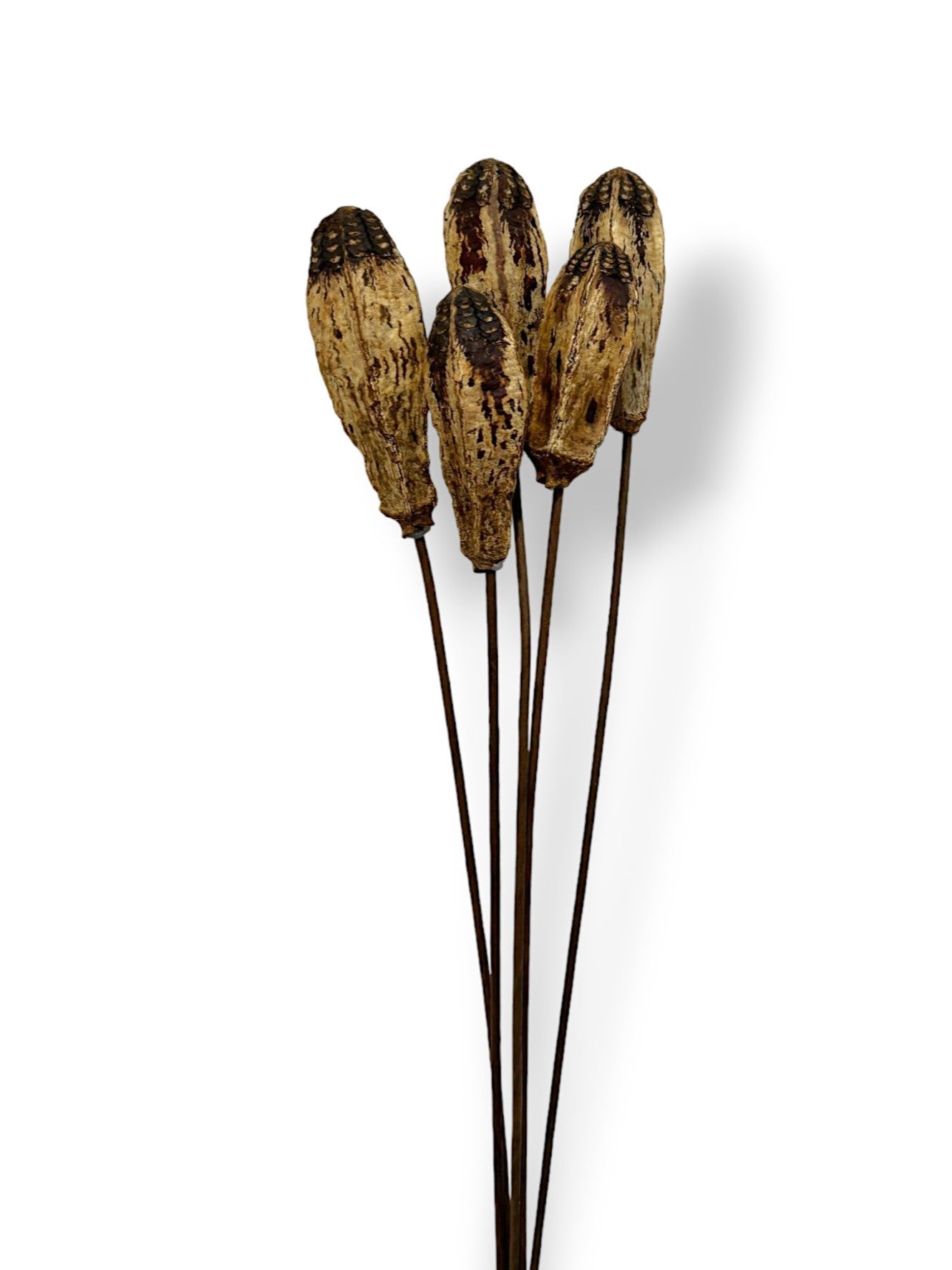 DRIED MAHOGANY PODS X5