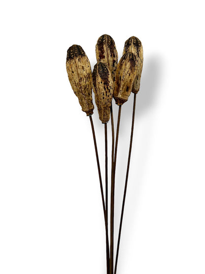 DRIED MAHOGANY PODS X5