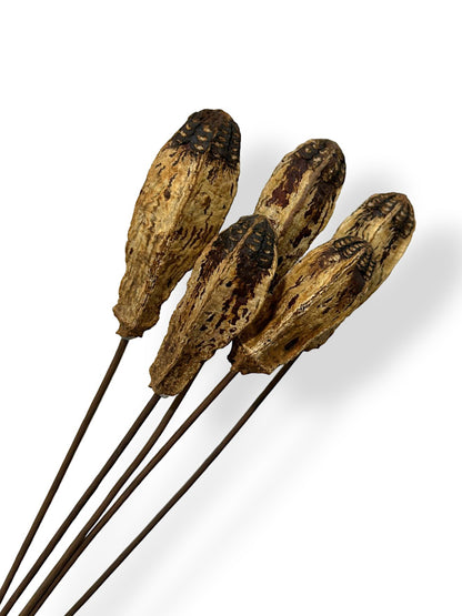 DRIED MAHOGANY PODS X5