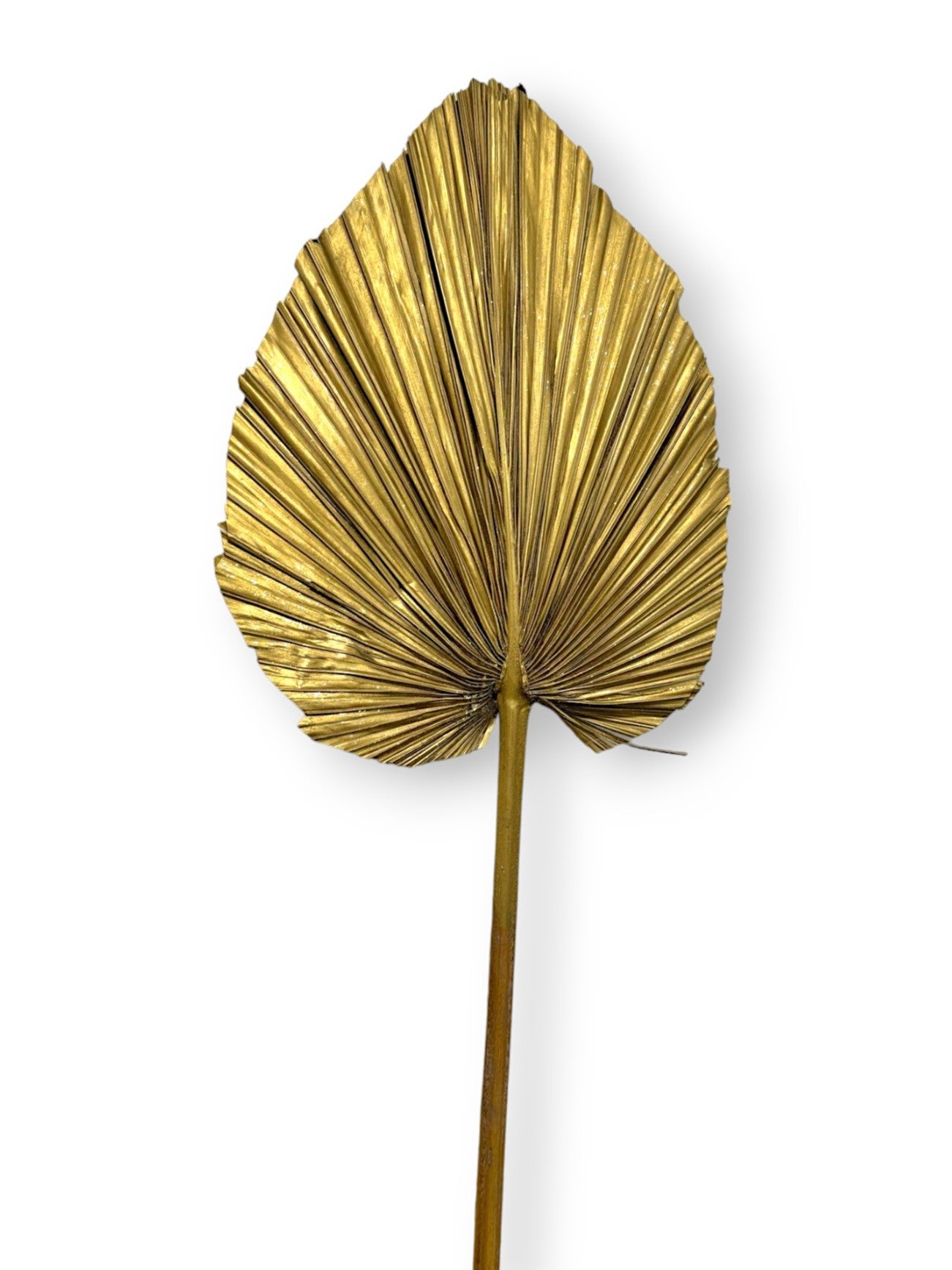 Dried Fan Palm Glit 16"
