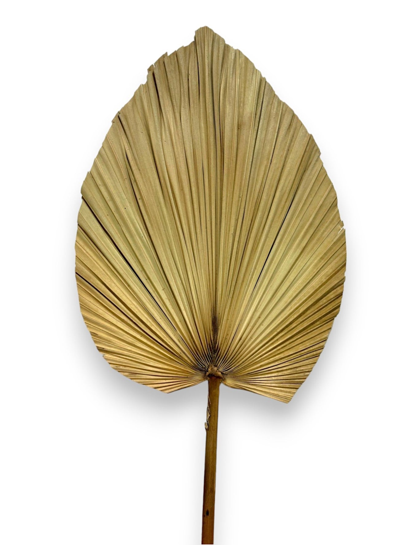 DRIED FAN PALM