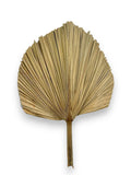 DRIED FAN PALM