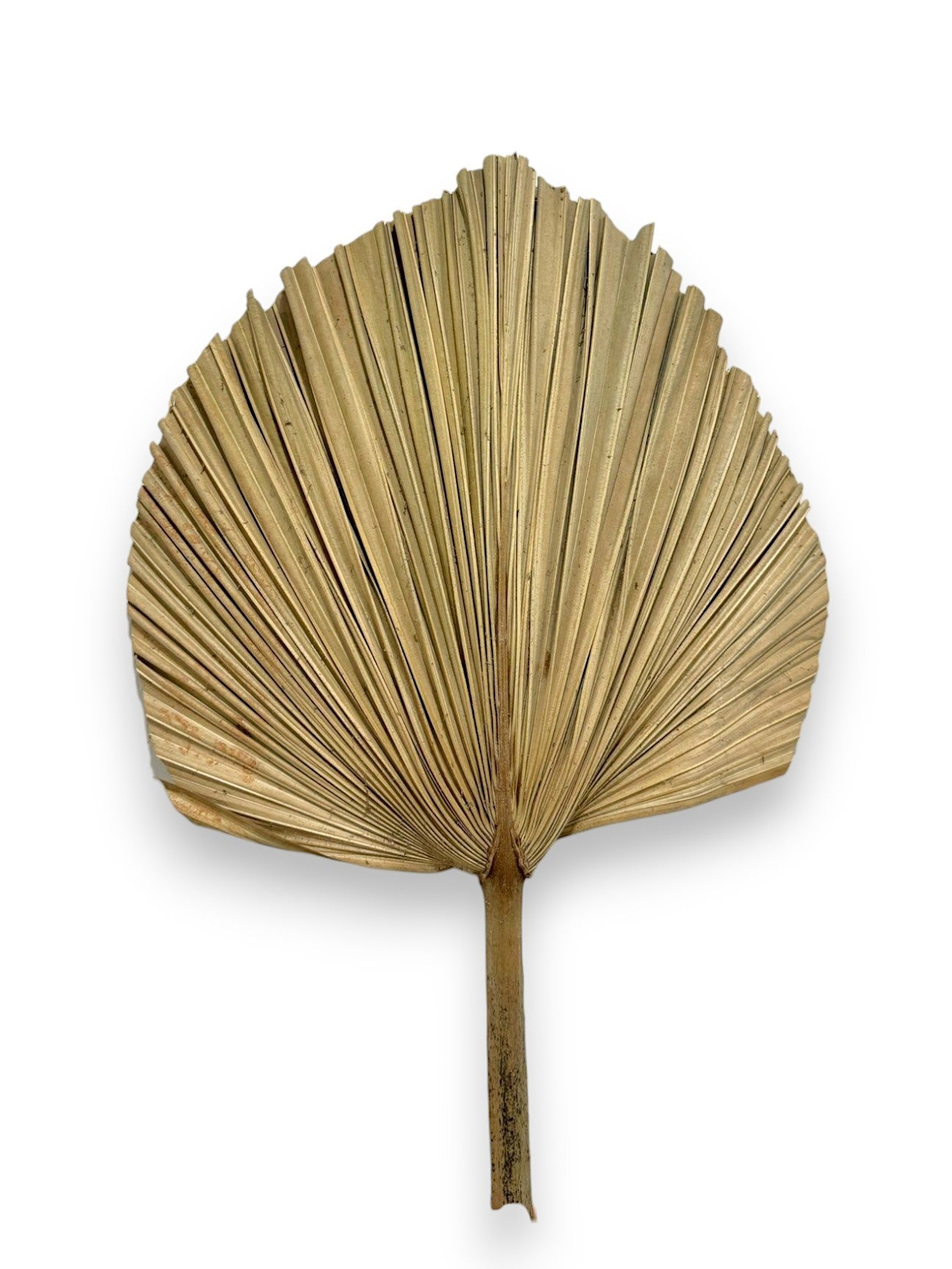 DRIED FAN PALM