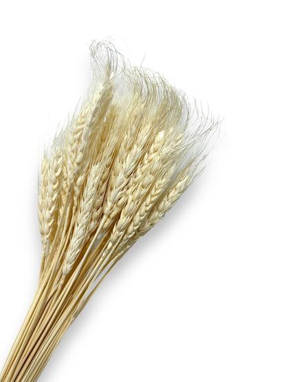 DRIED WHEAT