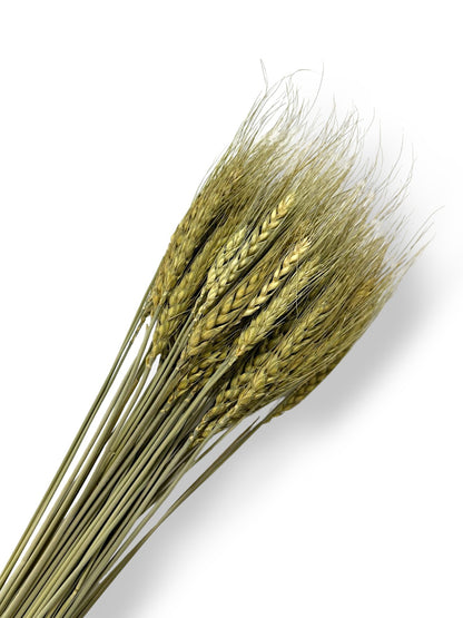 DRIED WHEAT