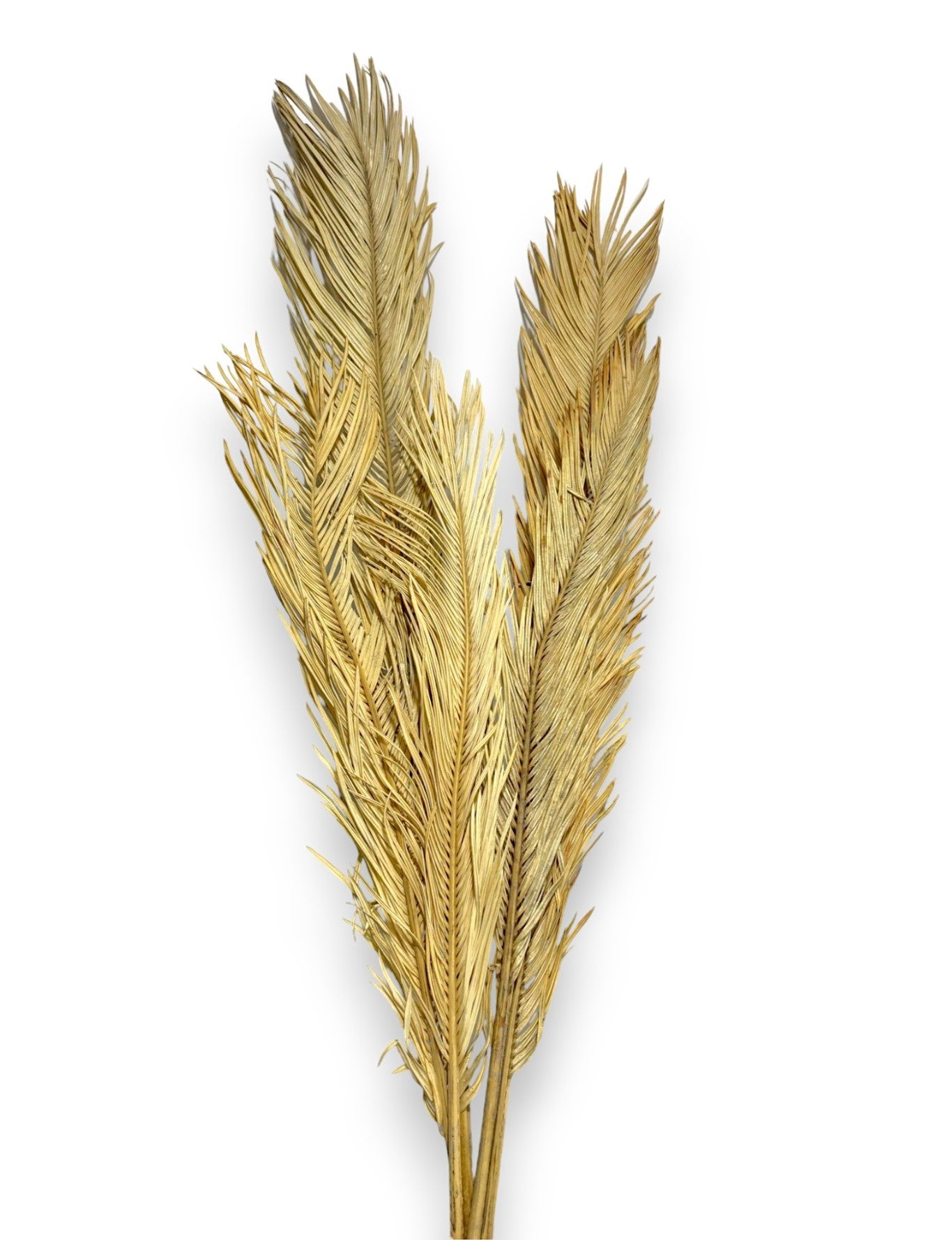 DRIED PALM LEAF 32"