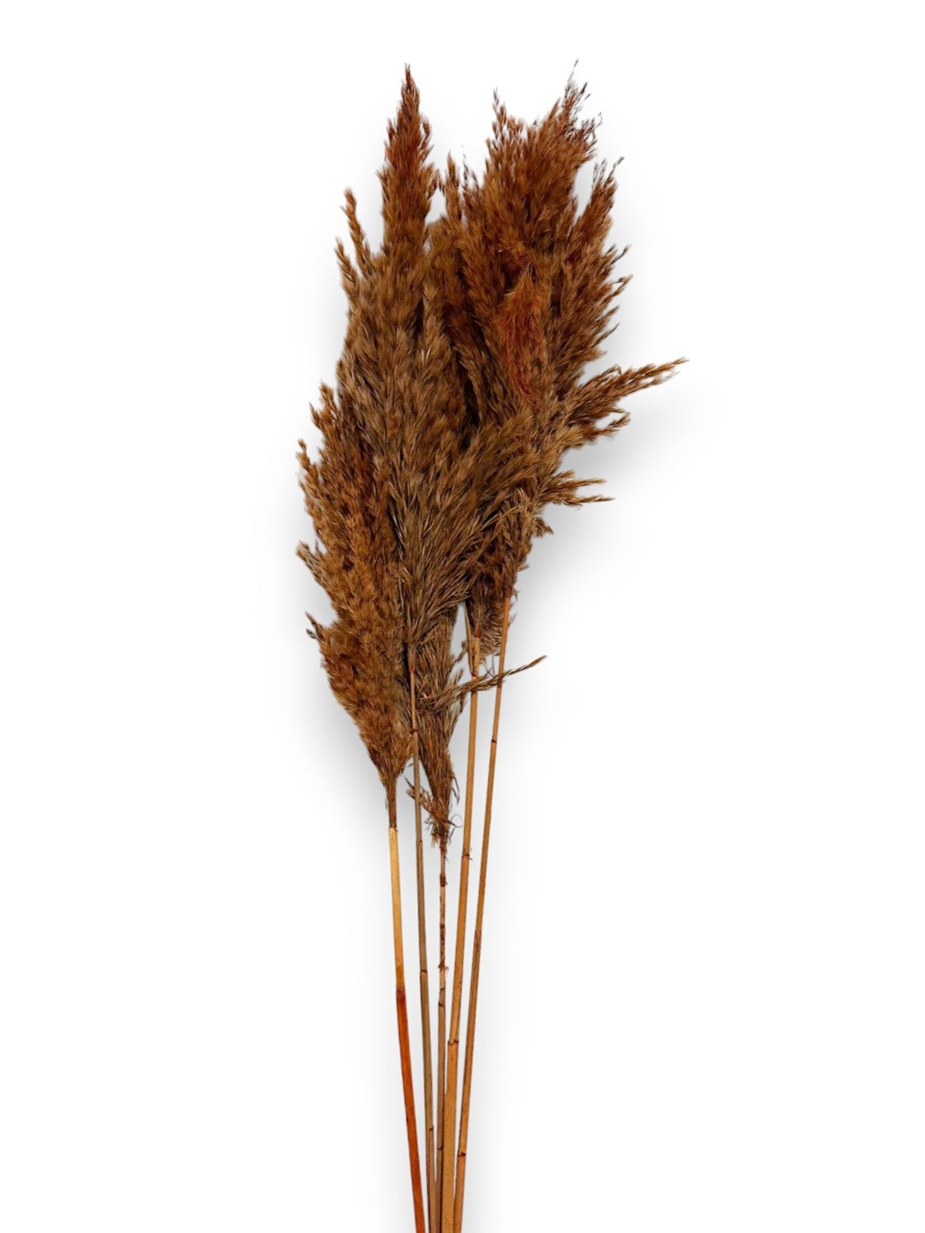 DRIED PAMPAS GRASS