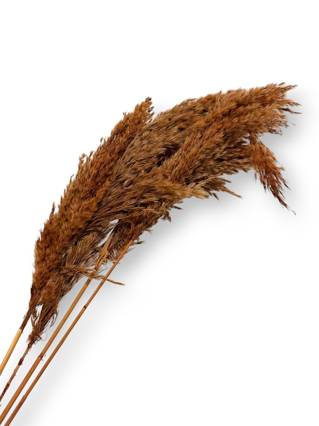 DRIED PAMPAS GRASS