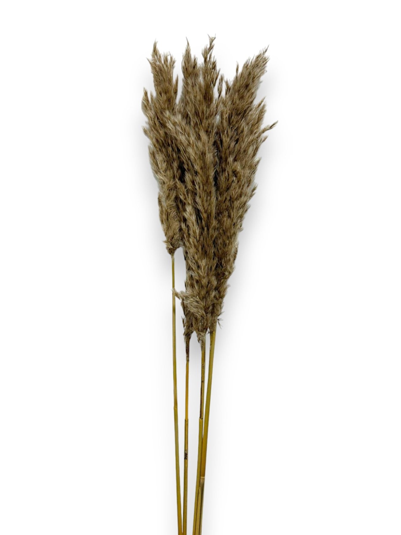 DRIED PAMPAS GRASS