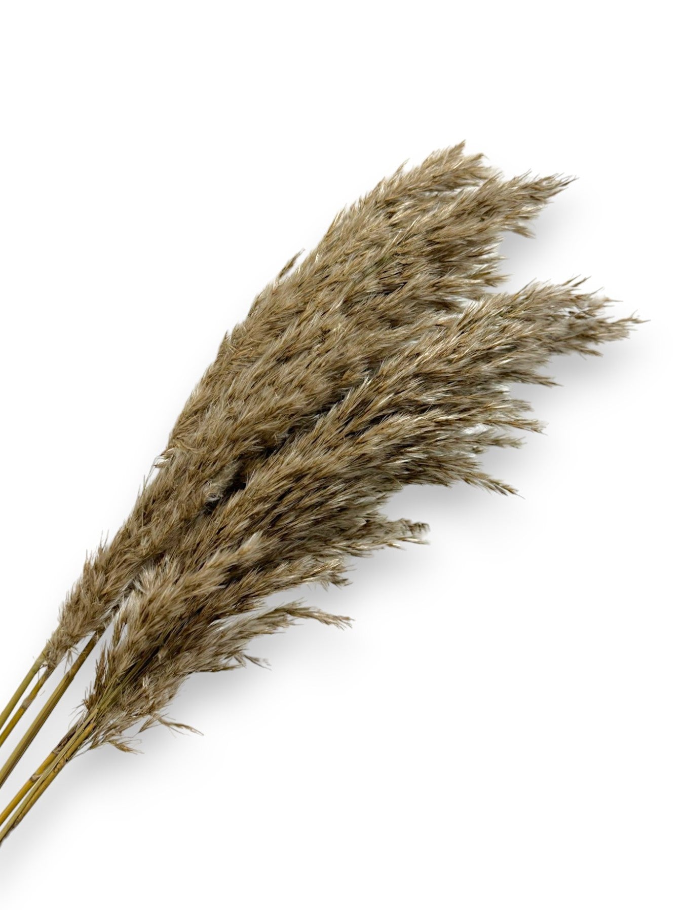 DRIED PAMPAS GRASS