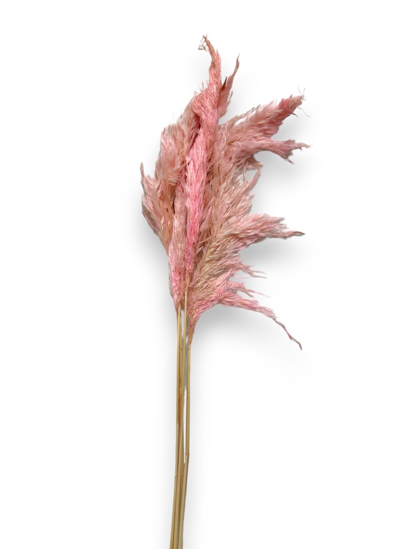 DRIED PAMPAS GRASS