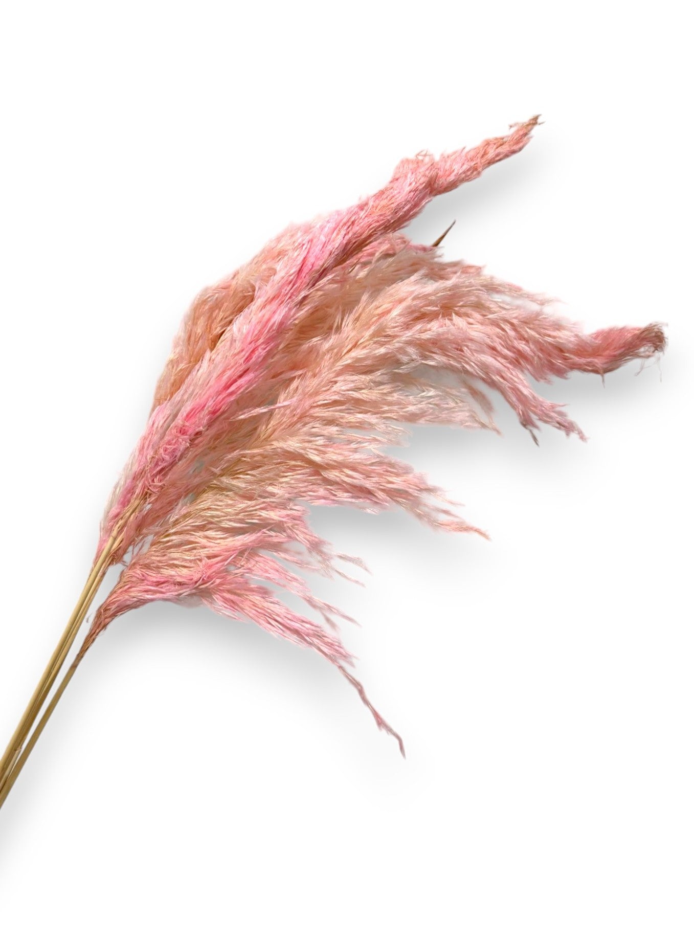 DRIED PAMPAS GRASS