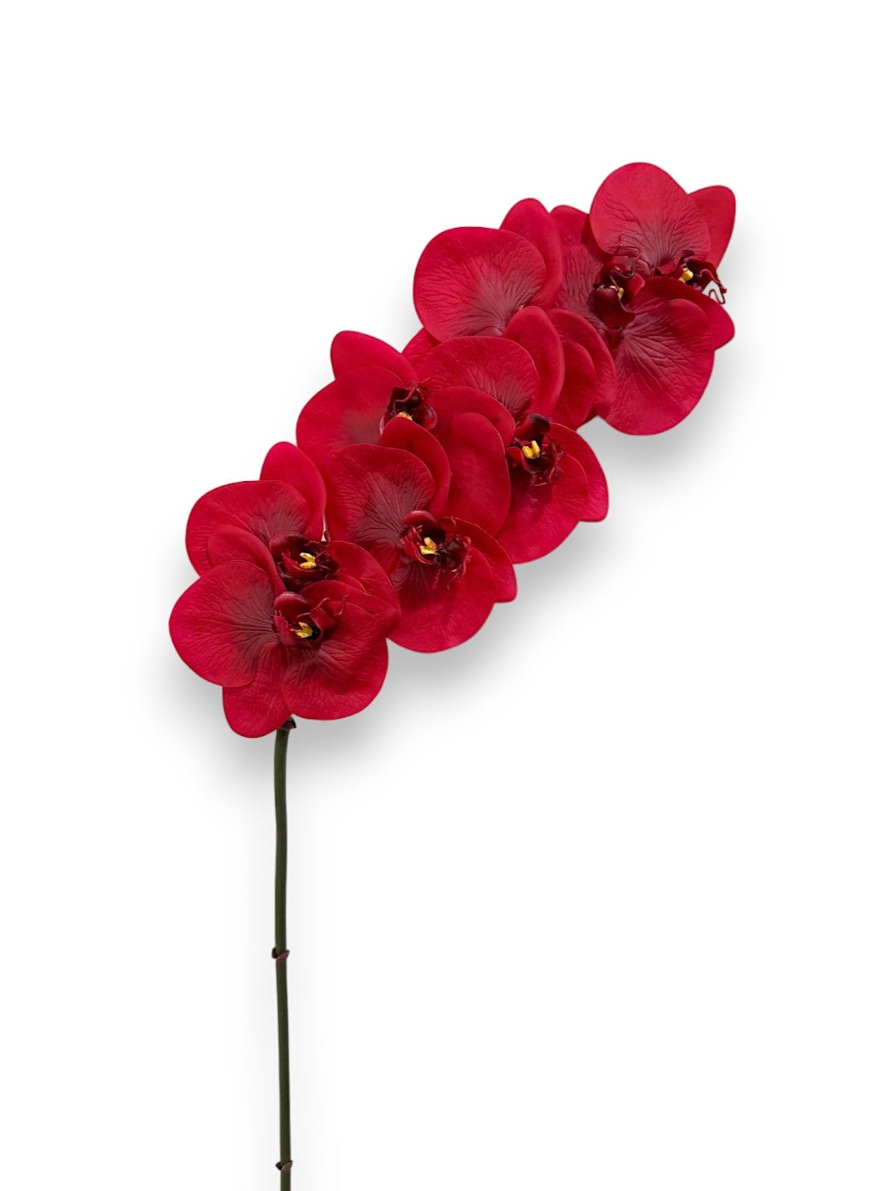 ORCHID PHAL.X8 34"