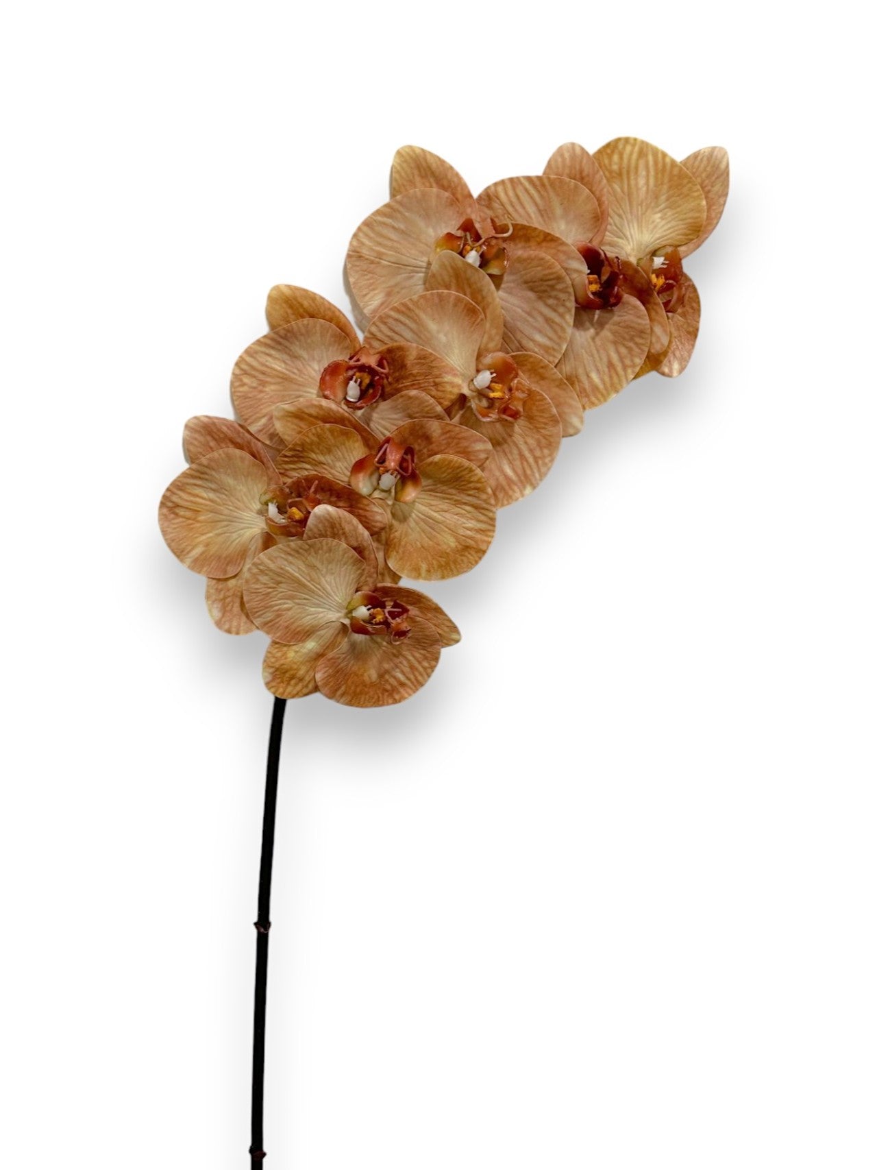 ORCHID PHAL.X8 34"