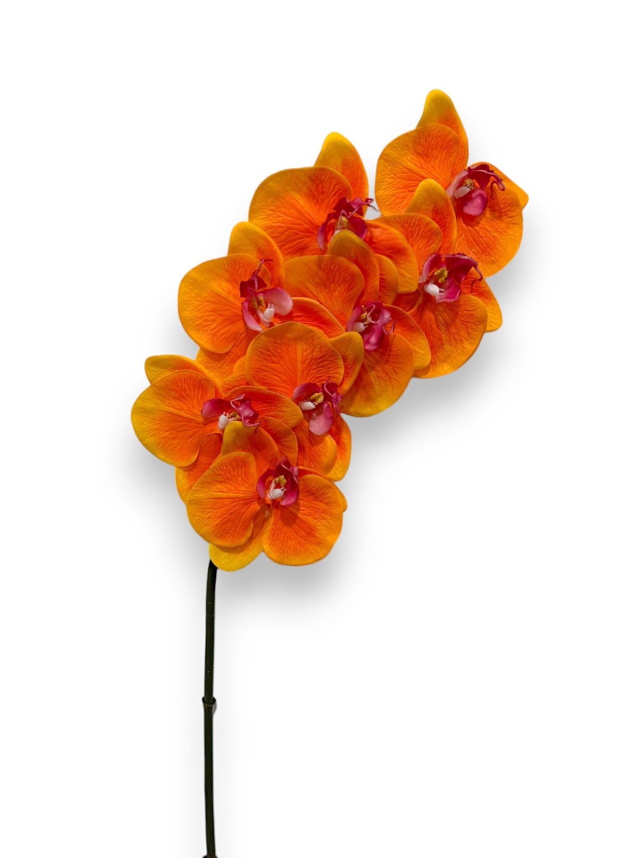 ORCHID PHAL.X8 34"