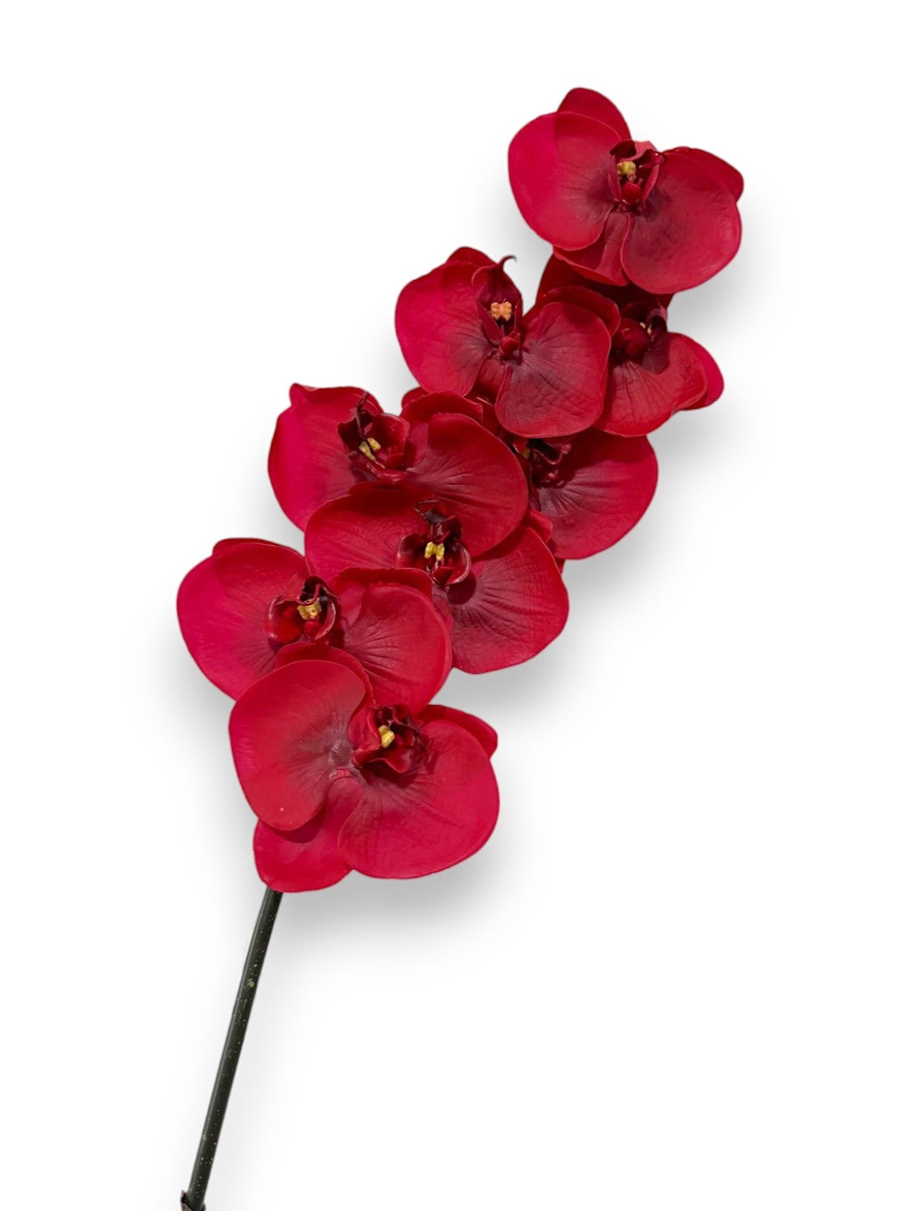 ORCHID PHAL.X831