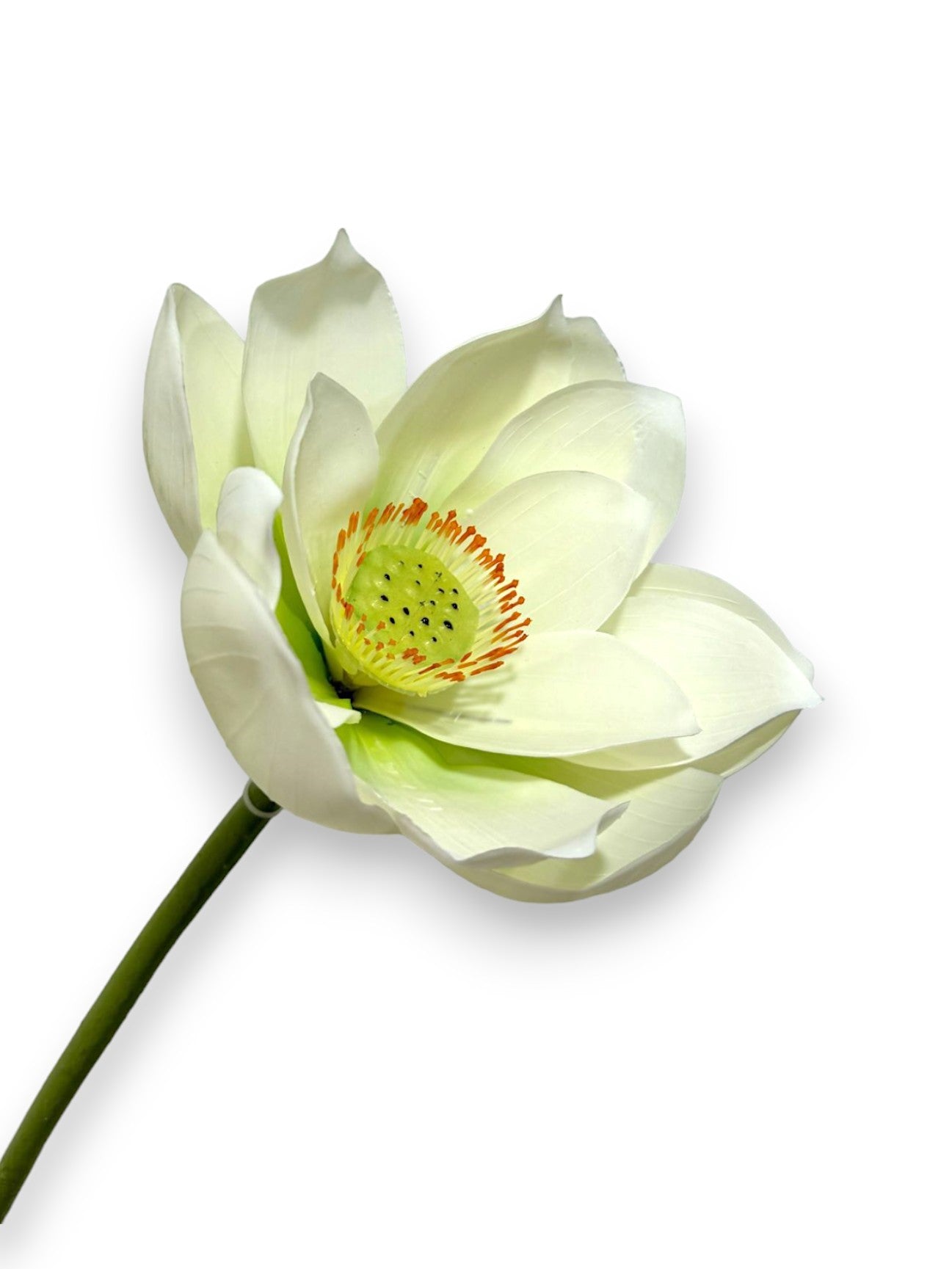 LOTUS FLOWER