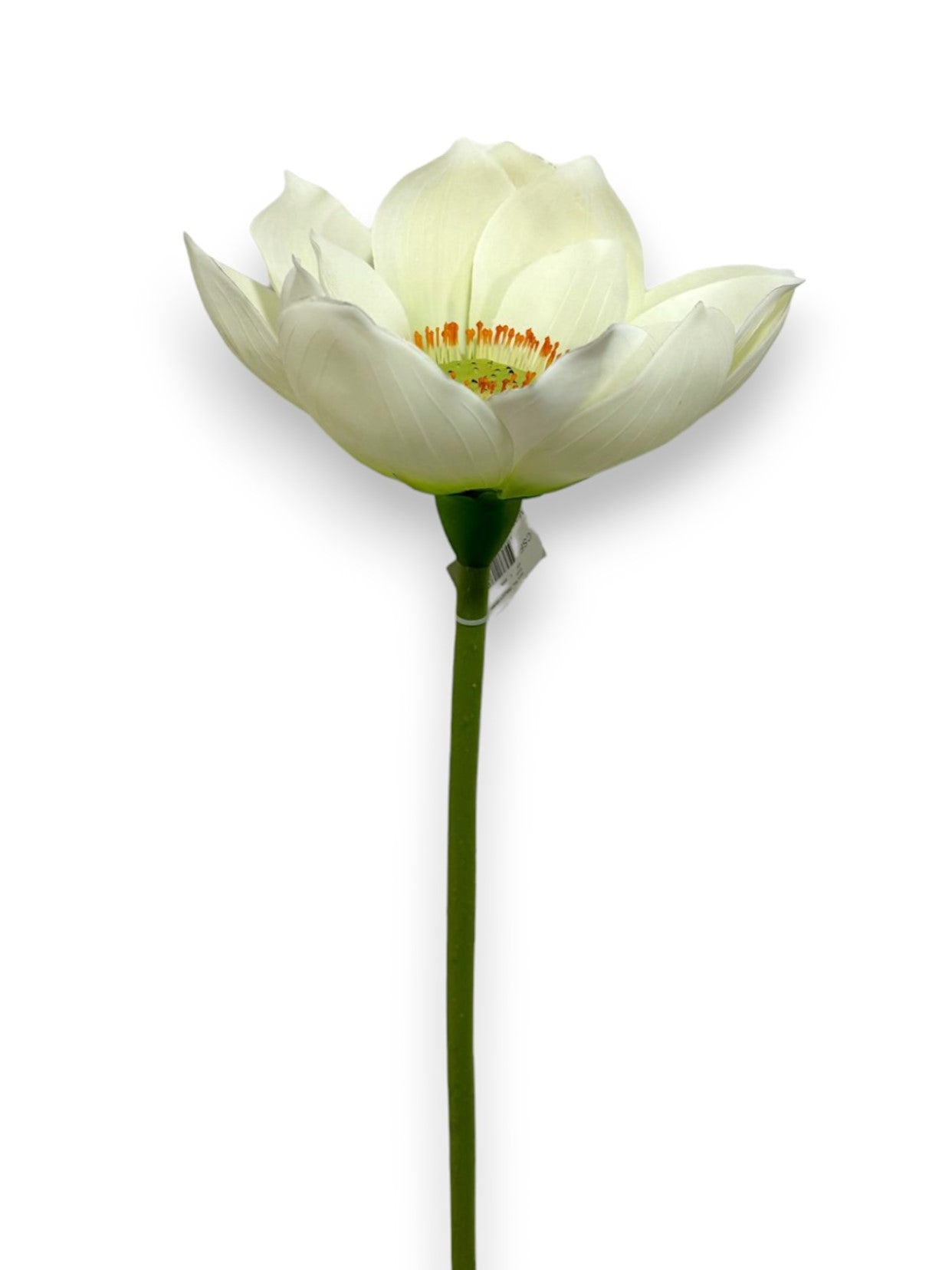 LOTUS FLOWER