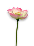 LOTUS FLOWER
