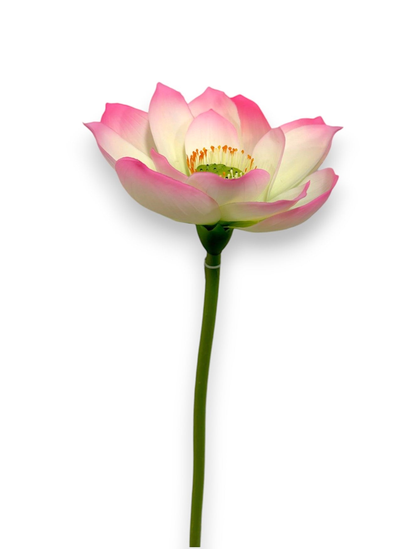 LOTUS FLOWER