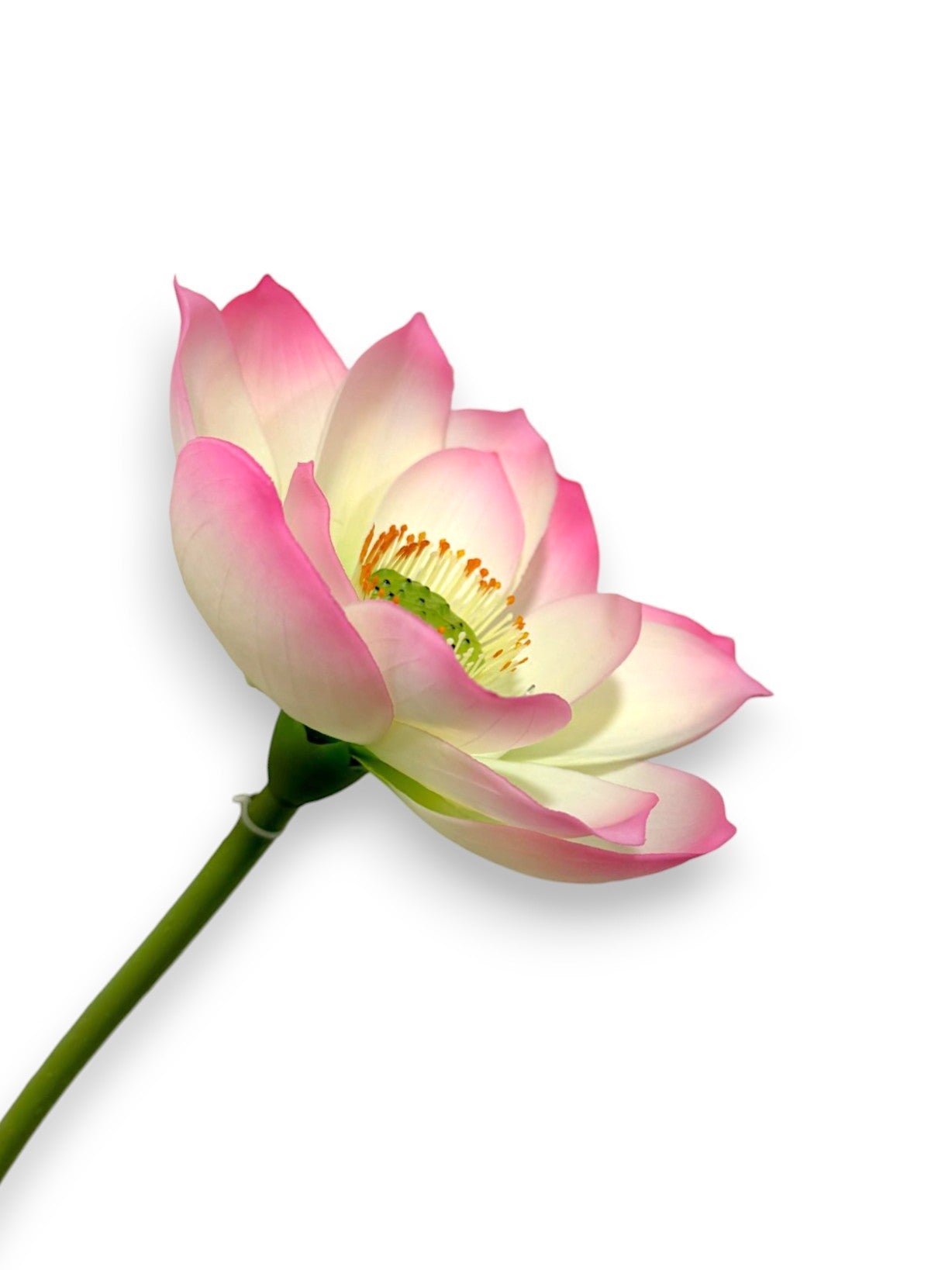 LOTUS FLOWER
