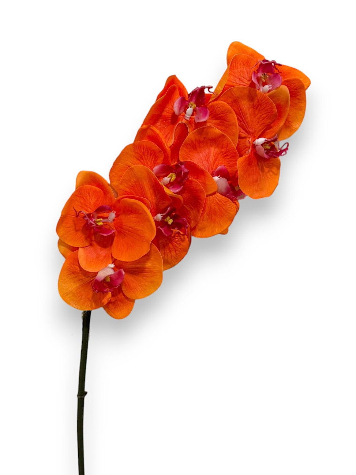 ORCHID PHAL.X8 34"
