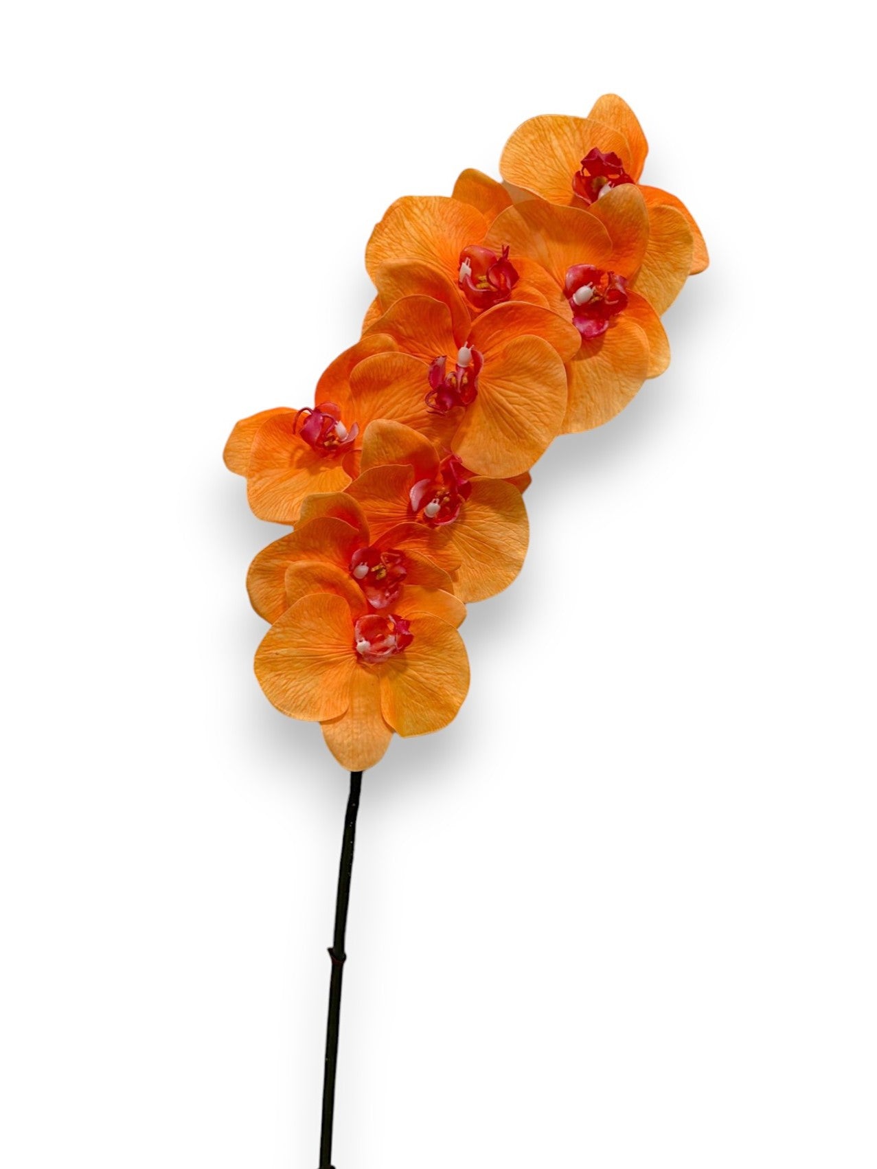 ORCHID PHAL.X8 34"
