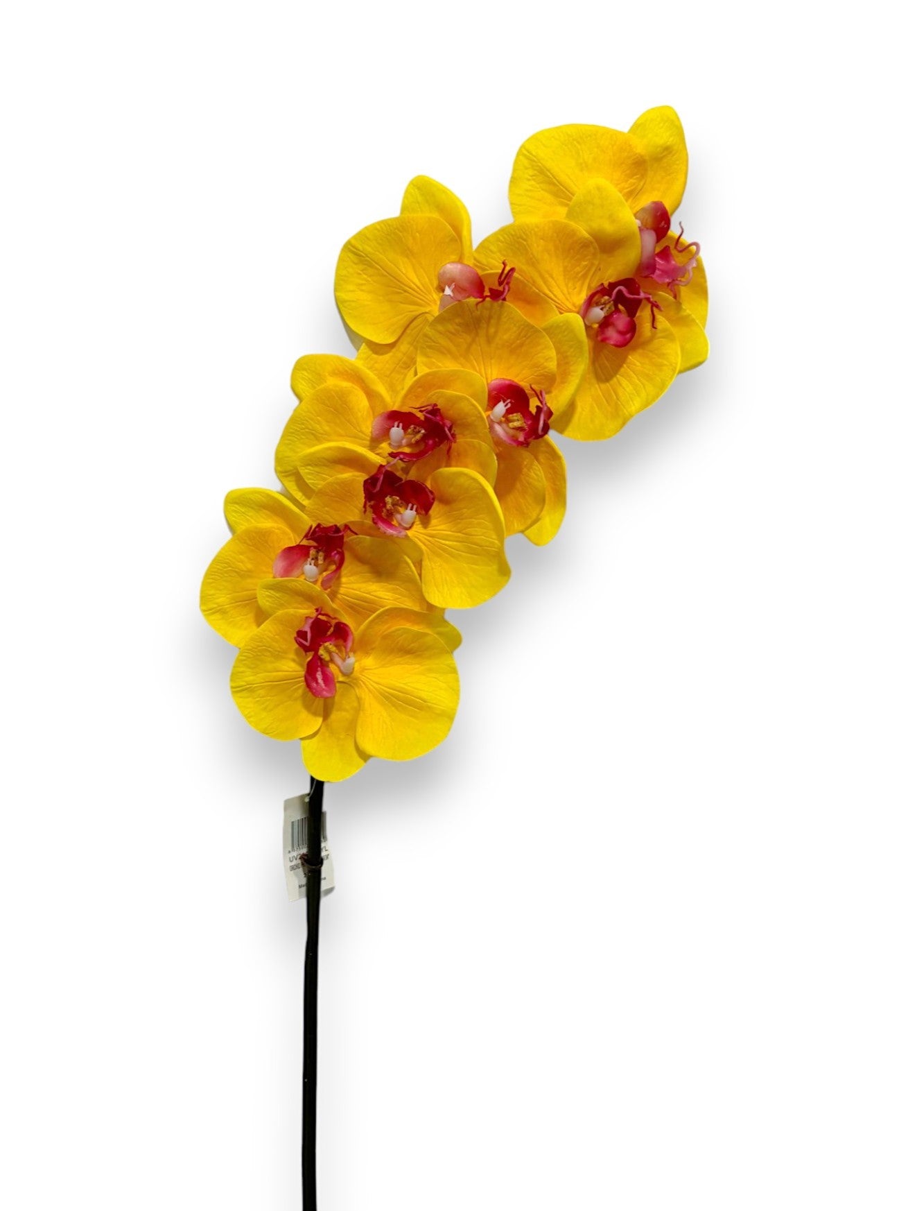 ORCHID PHAL.X8 34"