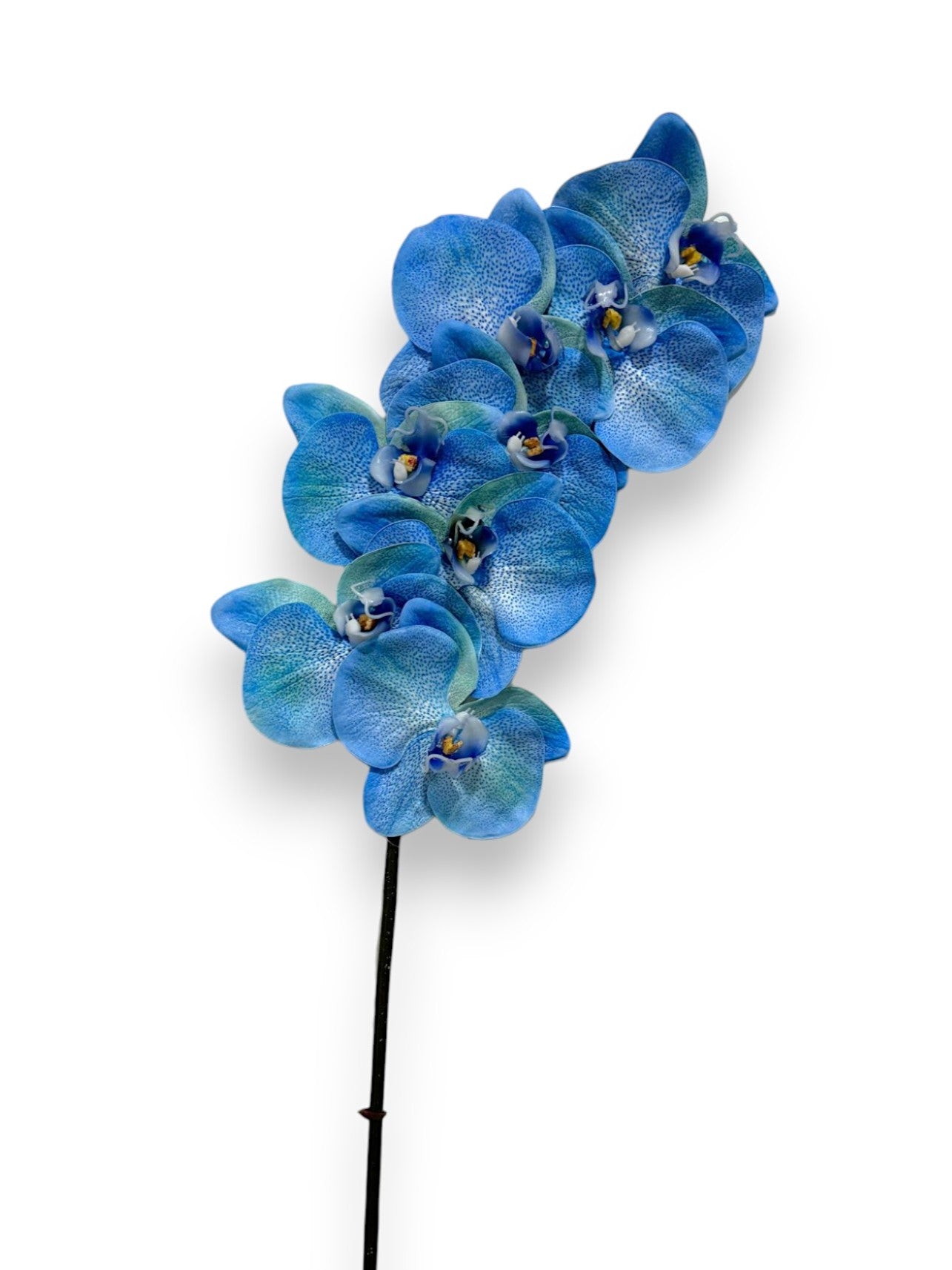 ORCHID PHAL.X8 34"