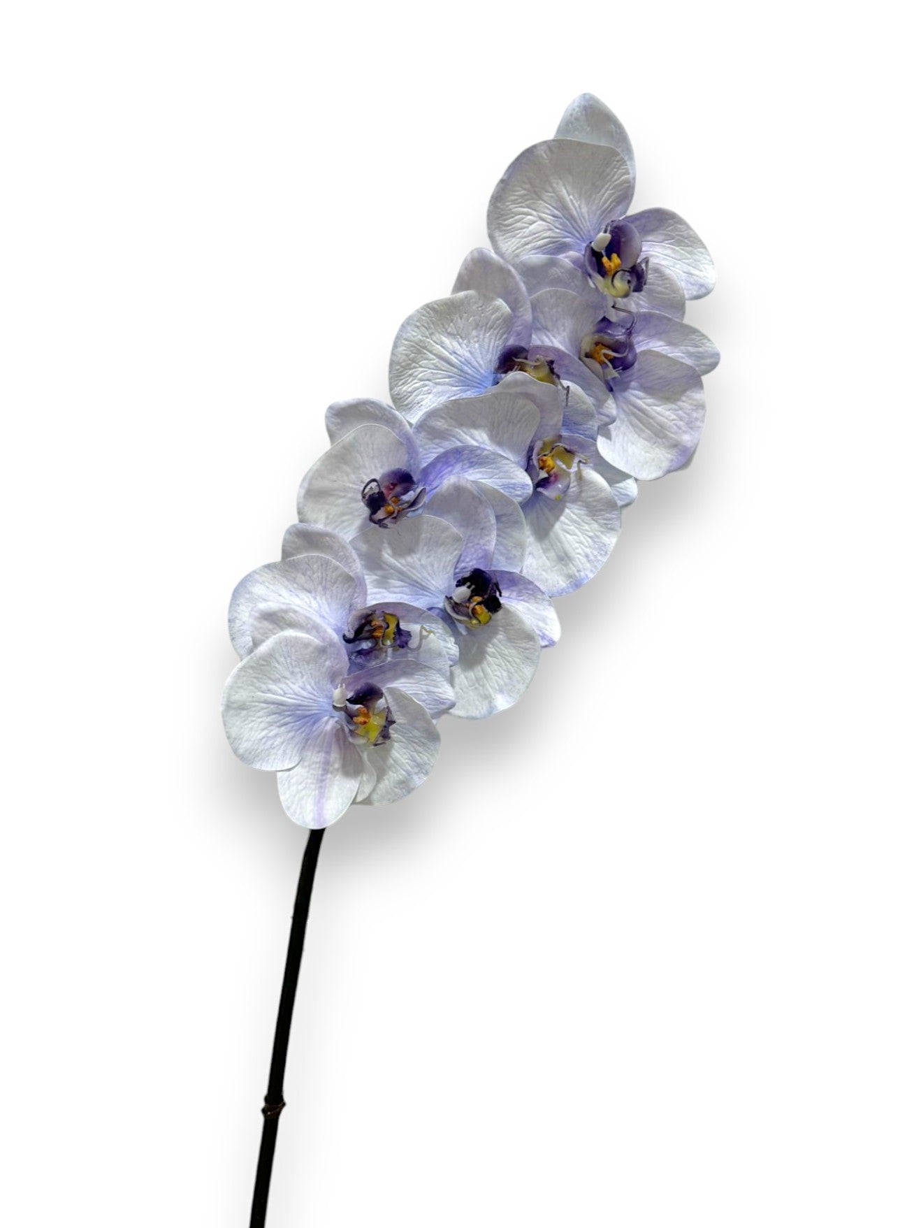 ORCHID PHAL.X8 34"