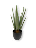 ALOE WITH 13 LVS 15"