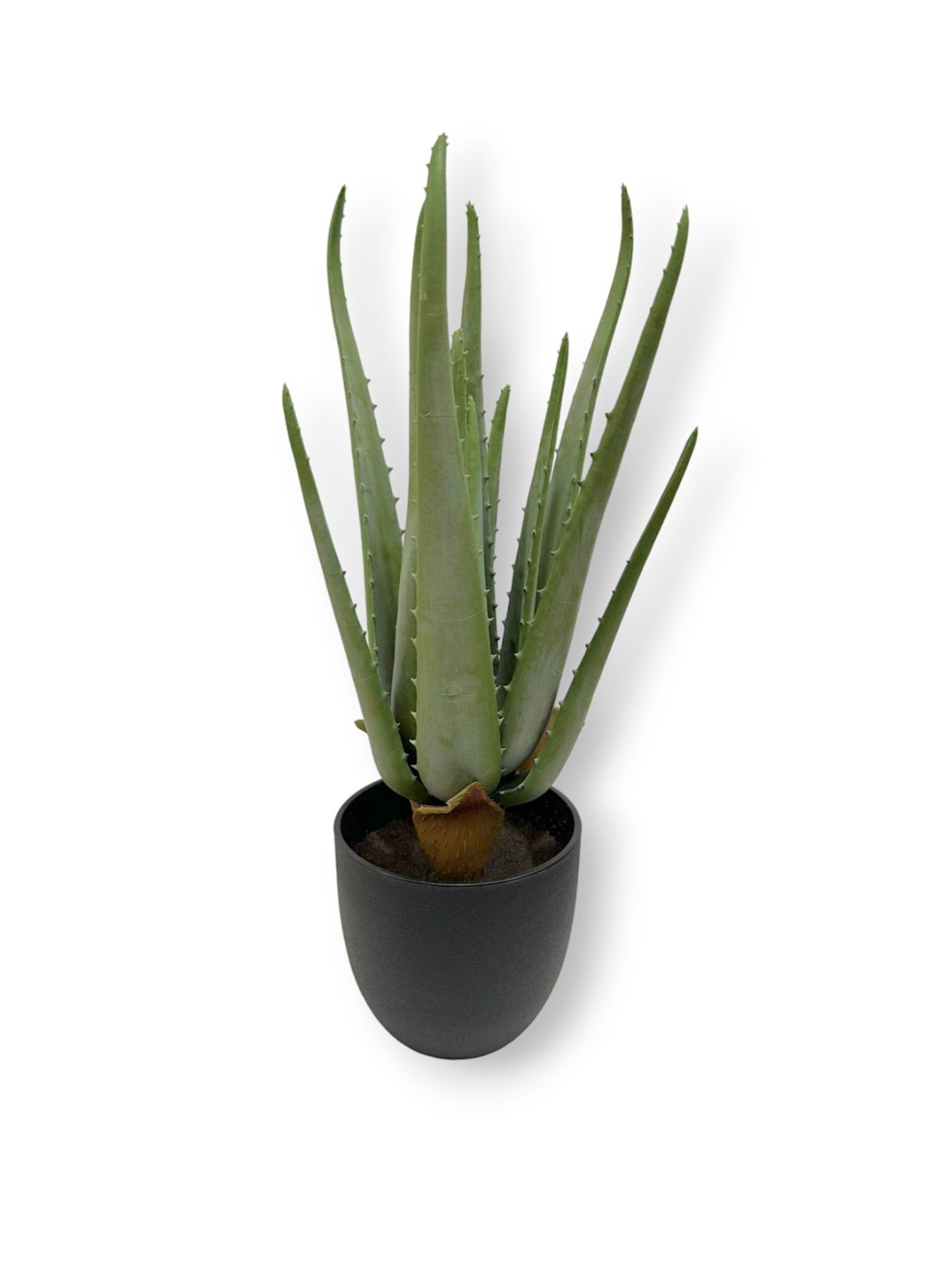 ALOE WITH 13 LVS 15"