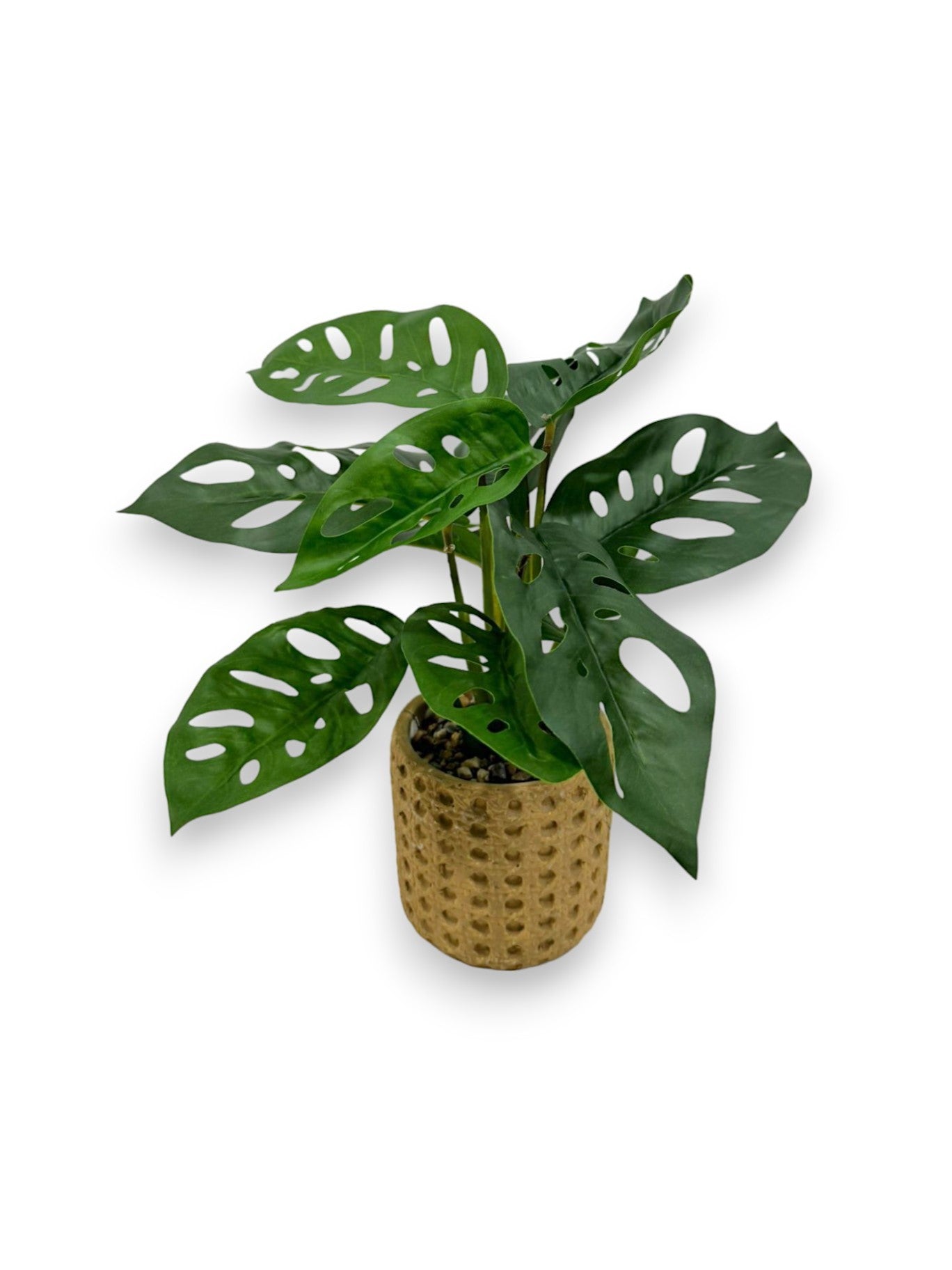 MINI POTTED MONSTERA PLANT